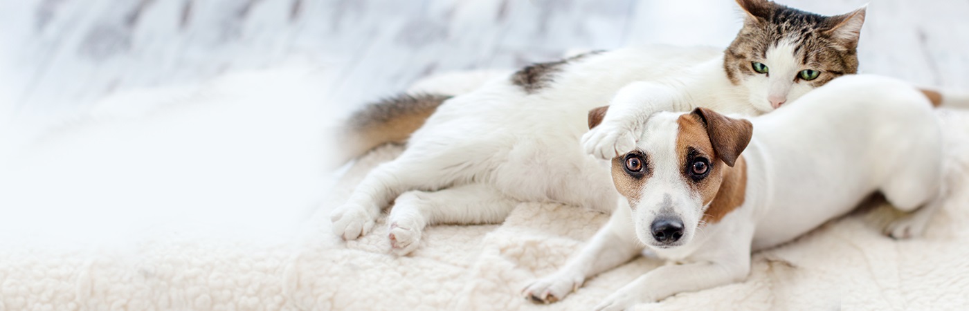 insurance - pet - resources - images - cat and white dog lying 1400 x 450 image