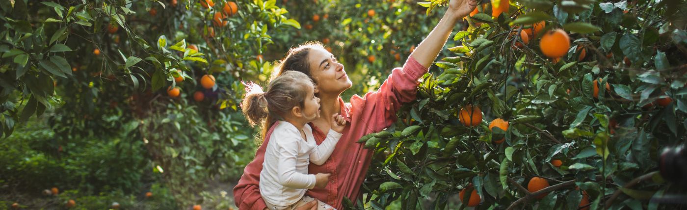 Woman and daughter picking oranges from a tree