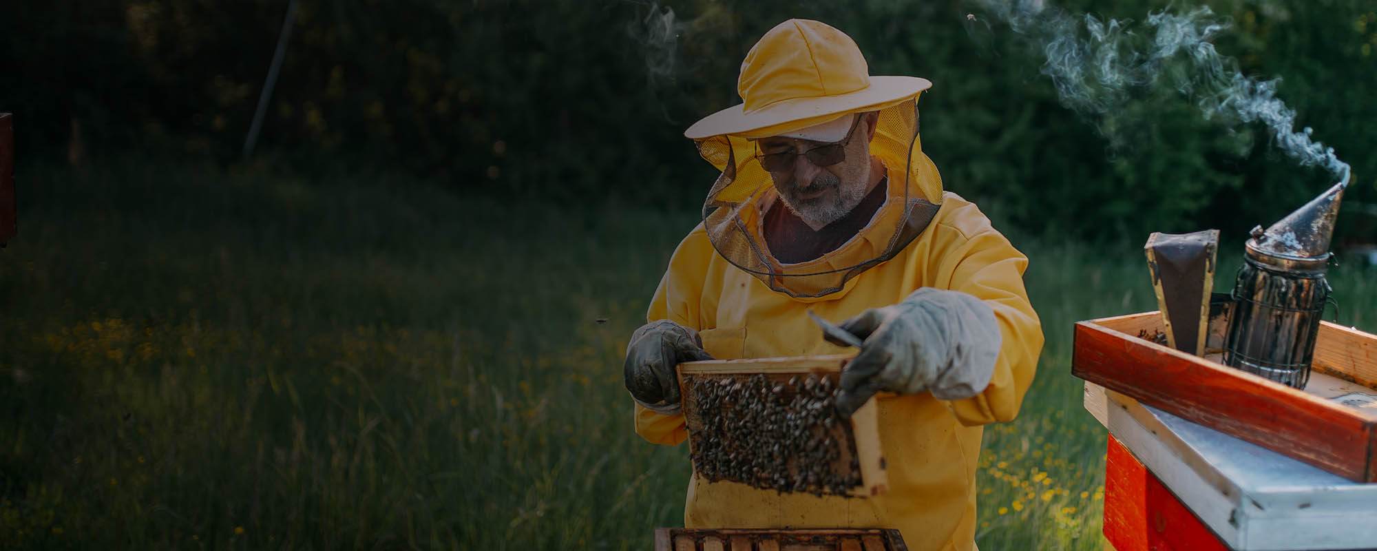 Man with bees